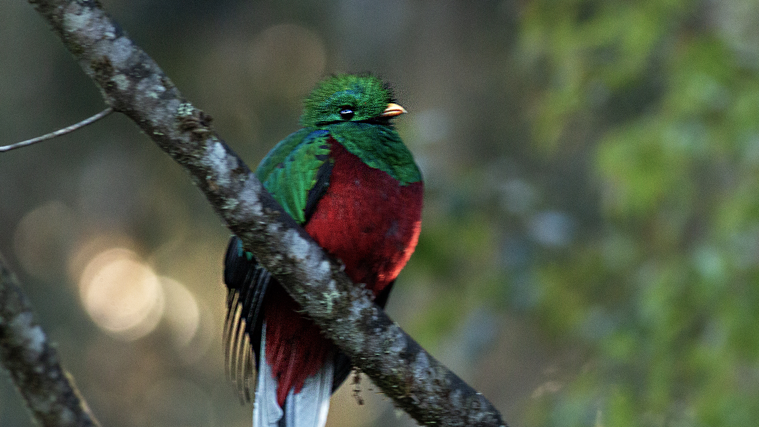 Resplendent Quetzal